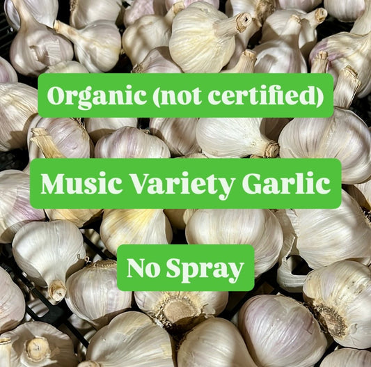Organic Porcelain Music Garlic